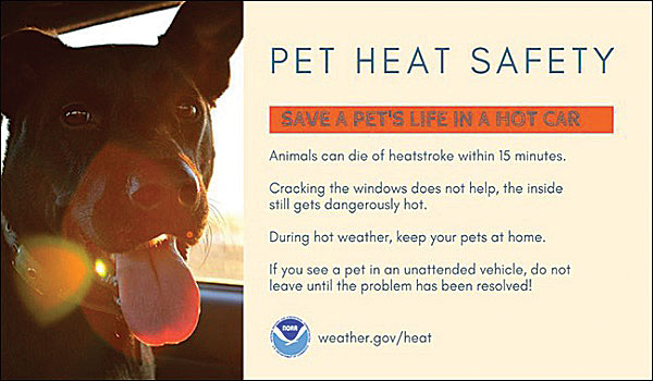 Dangers of leaving pets in parked vehicles - Minot Daily News